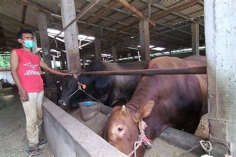 Mui Kabupaten Bandung Keluarkan Tausiyah Pelaksanaan Qurban Dan Idul