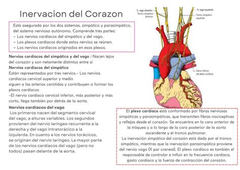 Inervaci N Del Coraz N Daniela Udocz