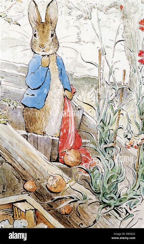 1904 Beatrix Potter Painting Peter Rabbit Drops Onions Stock Photo