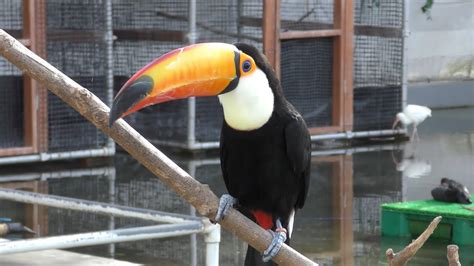 Toco Toucan Kakegawa Garden Youtube