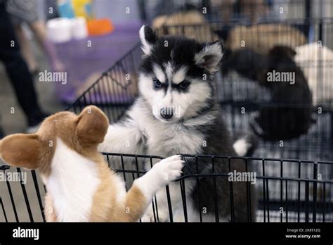 Siberian Husky Mixed With Corgi