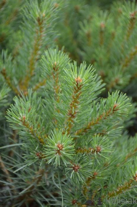 Pinus Sylvestris Chantry Blue Sosna Pospolita