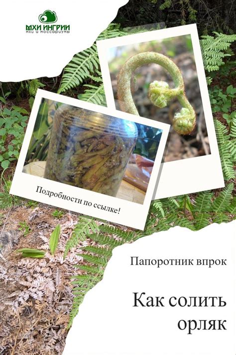 Как солить орляк рецепты | Polaroid film, Polaroid