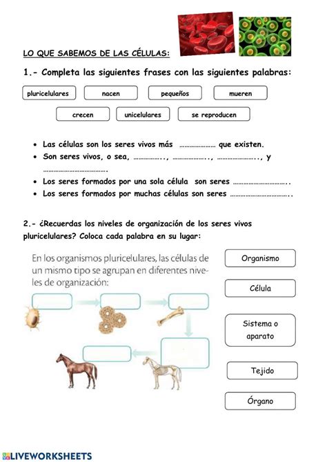 Actividades De Ciencias Naturales 4to Grado El Reino De Las Porn Sex Picture