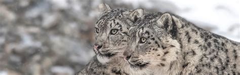 Snow Leopard And Pallas Cat Tour Mongolia Ultimate Wildlife Photo