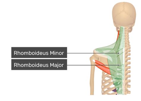 Trapezius Muscle Getbodysmart