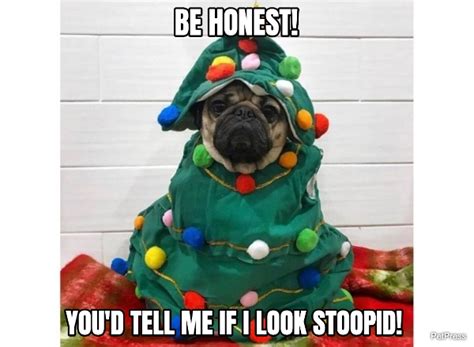 Top 10+ Pug Christmas Memes That Will Make You Merry!