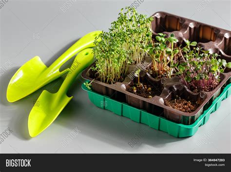 Microgreen Plastic Image And Photo Free Trial Bigstock