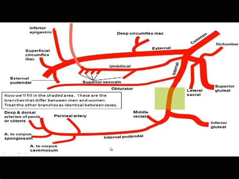 Diagram External Iliac Artery Diagram Wiringschemacom