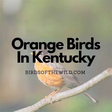 9 Orange Birds In Kentucky With Pictures Birds Of The Wild