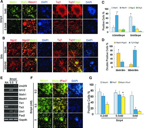 Bmp4 And Shh Induced Differentiation Of Es Cells A Download