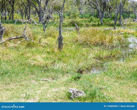 Safari Theme Marshy Landscape In Botswana Stock Photo Image Of