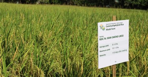 PBBM Eyes Program For Hybrid Rice Production To Boost Crop Yield