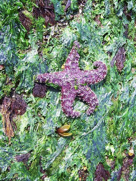 Purple Starfish Art