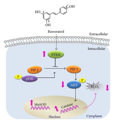 Proposed Mechanism For Resveratrol To Upregulate Antioxidant Gene