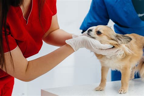 Entropion in dogs: causes and treatment