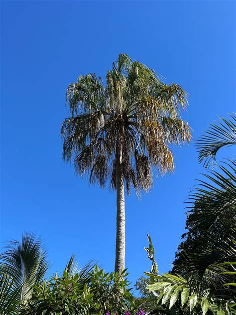 Ribbon Fan Palm Livistona Decipiens 20 Seeds Usa Company Etsy