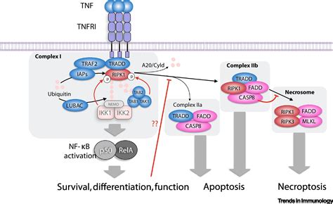 Nf κb And Extrinsic Cell Death Pathways Entwined Do Or Die Decisions