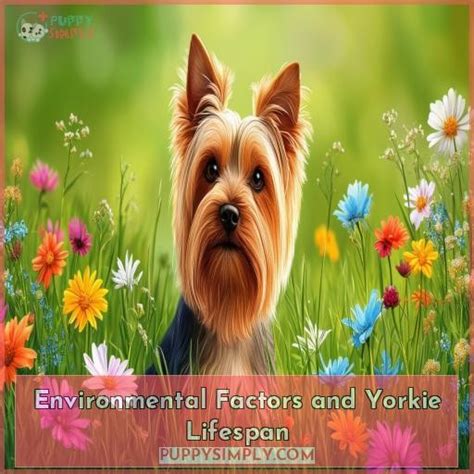 Yorkie Lifespan Unlocking The Secrets To Your Furry Friend S Longevity