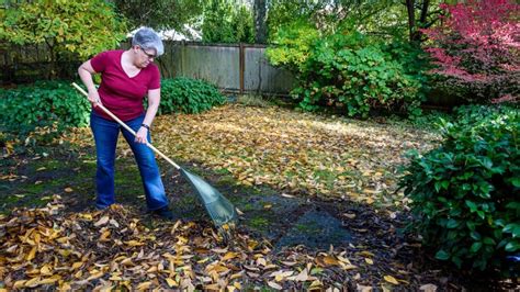 Fall yard cleanup: Tips and tricks to get your yard ready for winter ...