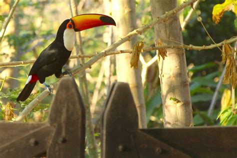 Toco Toucan - 2016-02-11 - Birds of Brazil's Pantanal