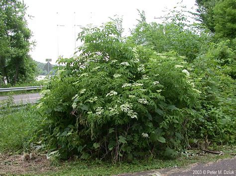 Sambucus canadensis (Common Elderberry): Minnesota Wildflowers