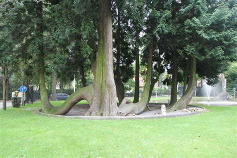 Thuja plicata | Giant Arborvitae - Van den Berk Nurseries