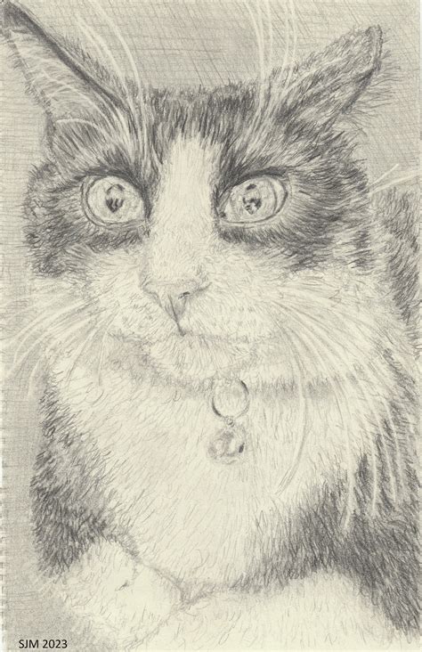 Cat pencil drawing by tulipteardrops on DeviantArt