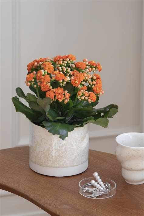 Queen Kalanchoe blossfeldiana orange Ø10 5 cm potte Plantorama