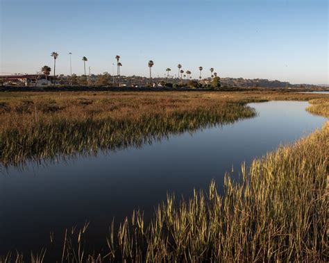 San Dieguito Lagoon Wetland Restoration Great Ecology