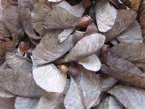 50 Great Maple or Sycamore Tree Seeds for Love and Harmony. - Etsy