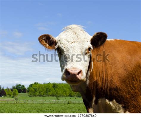 Closeup Hereford Cow Face Head Shoulders Stock Photo Edit Now 1770807860