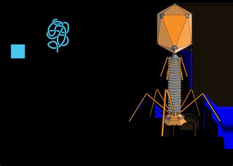 Bacteriophage Introduction Structure Classification Replication