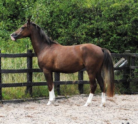 Liver Chestnut Mare Four White Socks John Barlow Horses