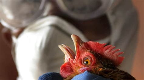 Bird Flu In Humans May Be More Prevalent But Less Deadly Health Cbc News