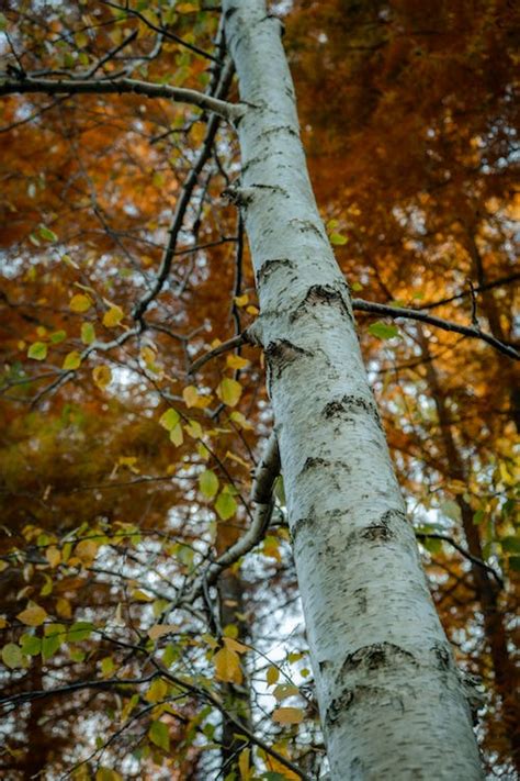 Close Up Photo of Birch Tree · Free Stock Photo