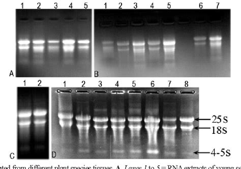 Figure From A Generic Plant Rna Isolation Method Suitable For Rna Seq