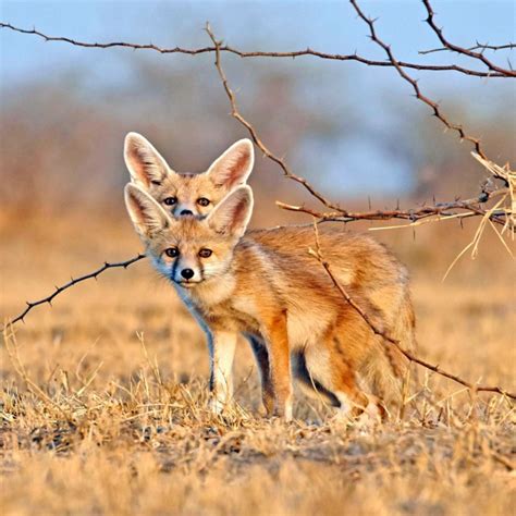 Download Animal Fennec Fox Pfp