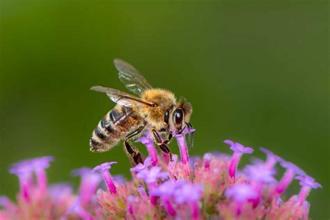 La importancia de las abejas más allá de la miel UAG Media Hub