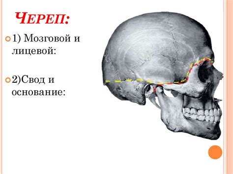 Строение черепа - презентация онлайн