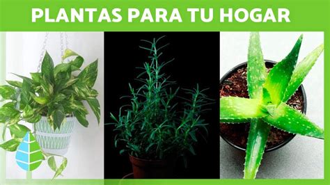 Cuales Son Las Plantas Que Se Pueden Tener Dentro De La Casa