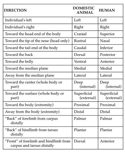 Introduction To Anatomy And Physiology Chapter Anatomical Planes