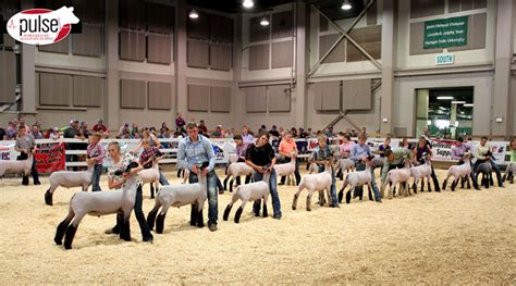 Michigan Livestock Expo Market Sheep Results The Pulse