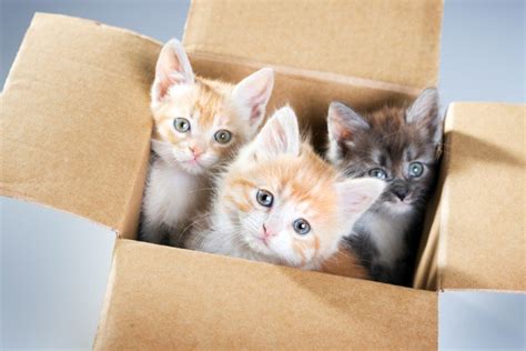 Why Do Cats Like To Stay Inside Boxes? » Science ABC