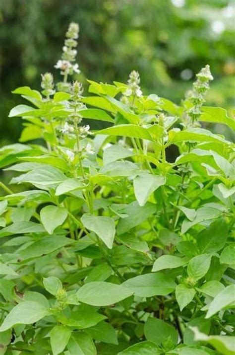 Thai Basil In Malay Kylie Gray