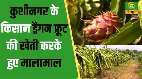 Safal Kisan ड्रैगन फ्रूट की खेती करके हुए मालामाल Farmer News Kisan News Dd Kisan