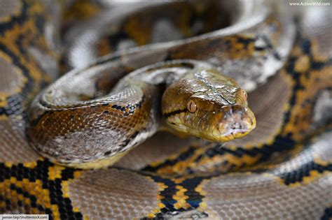 Reticulated Python Facts And Pictures The Longest Snake In The World