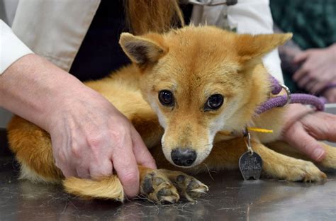 43 Starving Shiba Inus Rescued From Douglas County Humane Society Of