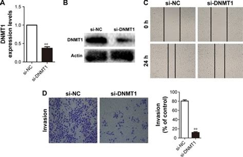 Full Article Mir Functioning As A Tumor Suppressor That Interacts