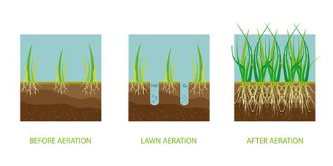 Lawn Aeration Process Of Aeration Before And After Lawn Grass Care ...